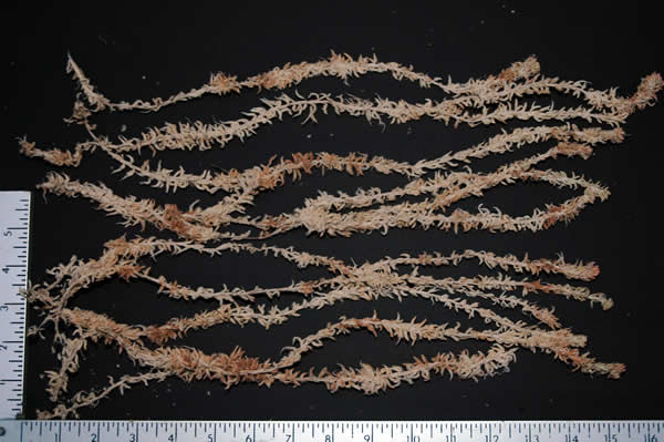 Living New Zealand Long Fiber Sphagnum Moss - One Quart