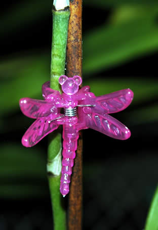 Orchid Clips Plastic Garden Plant Dragonfly Butterfly Clamps for Support Flo-wf 