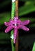 Dragonfly Orchid Clips (bag of 16) - DFSC16