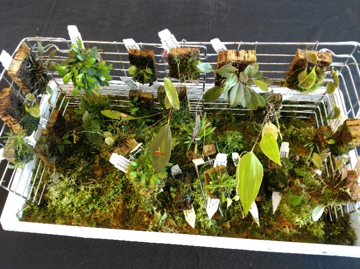 Mondi Mini Greenhouse Thermo/Hygrometer
