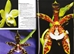 Phalaenopsis: The Genus in Pictures - PHAL
