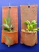 Terracotta Plant Pockets - TPPOVALS