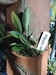 Terracotta Plant Pockets - TPPOVALS