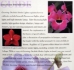 Growing Orchids Under Lights - BK-GOL