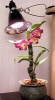 AgroSun Dayspot Grow Lights 