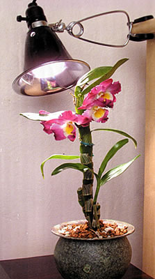 AgroSun Dayspot Grow Lights 