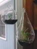 Mini Terrariums 