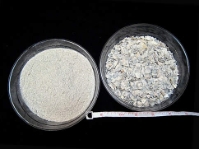 Oyster Shell 