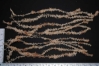 Sphagnum Moss (New Zealand Premium Strand) 