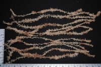 Sphagnum Moss (New Zealand Premium Strand) 