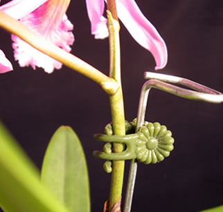 Stem Clips 